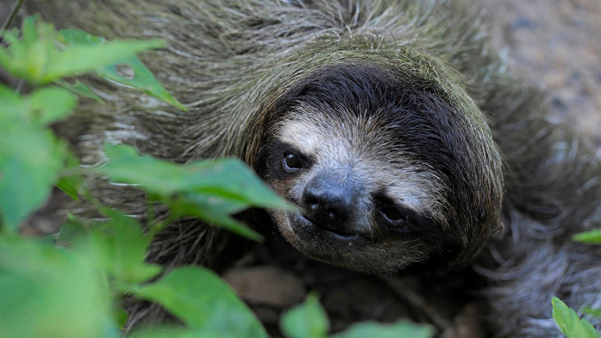 A fully grown Hoffmann's middle-toed sloth.