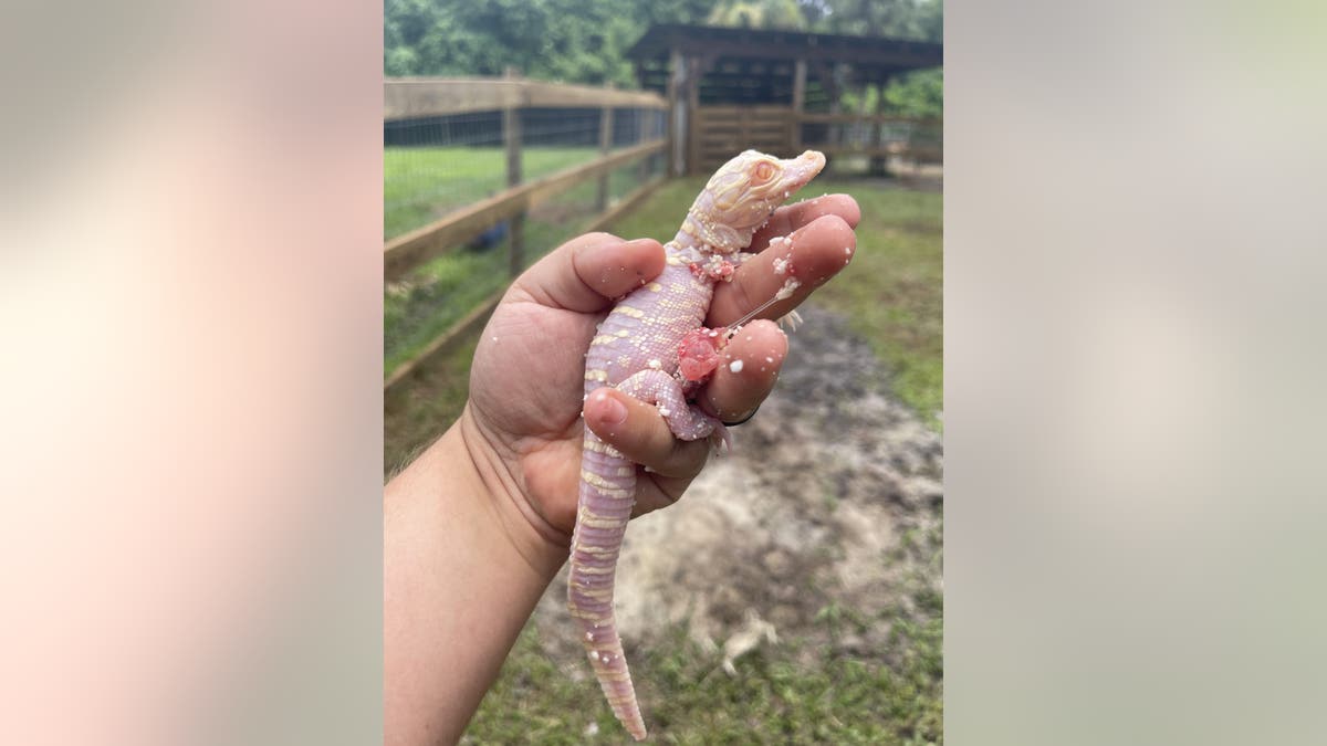 albino gator