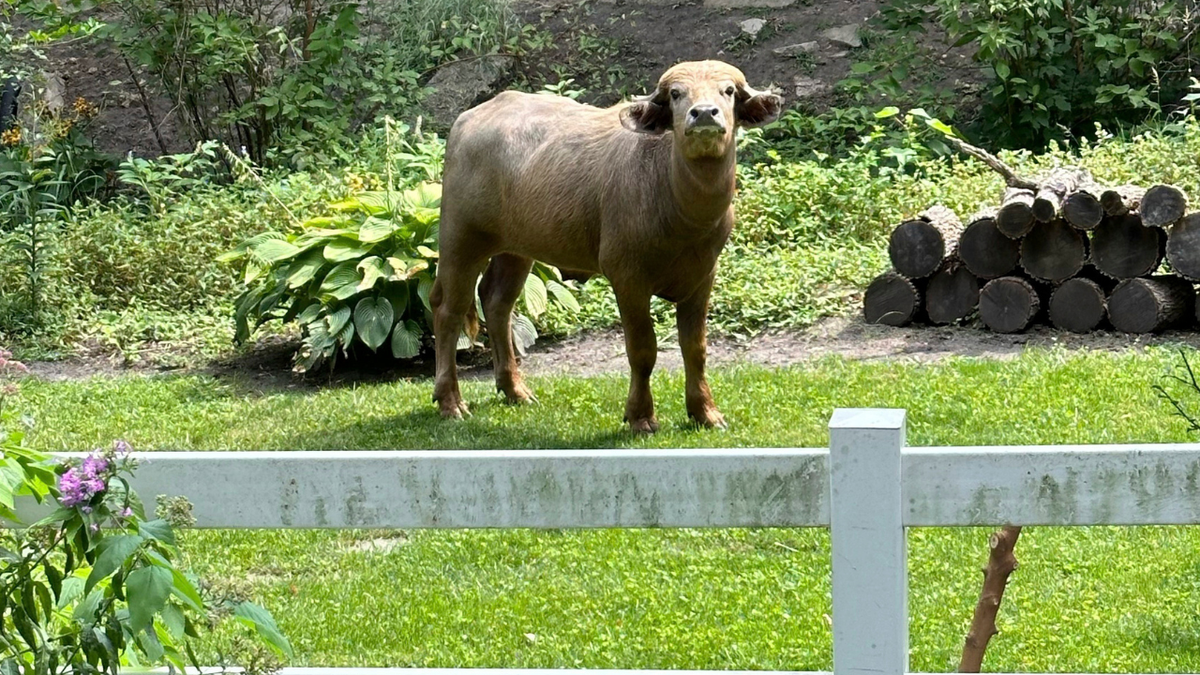 Búfalo de agua