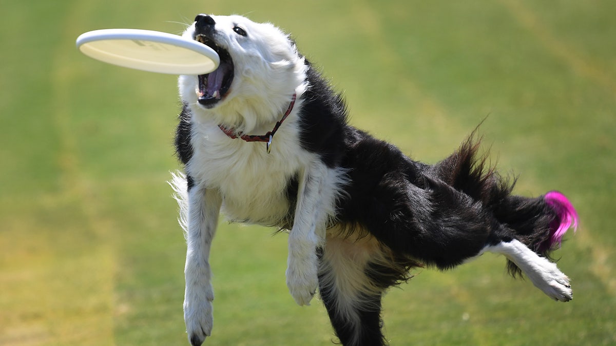 perro atrapando frisbee