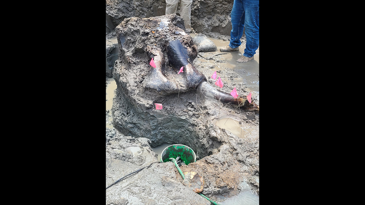 Excavación de un mastodonte en Iowa