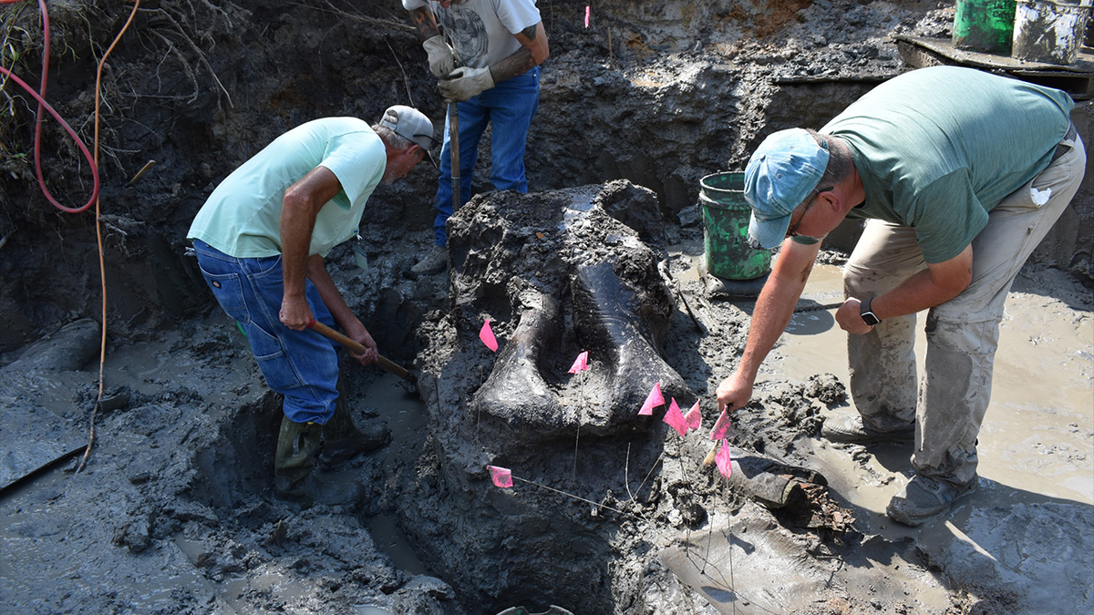 Mastodon remains being examined in Iowa