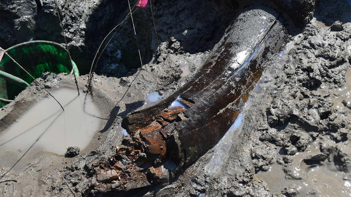 Mastodon skull in Iowa