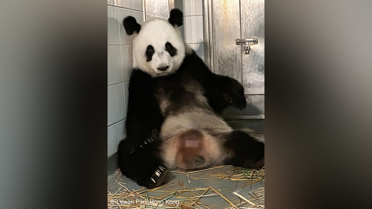 Ying Ying, giant panda mom