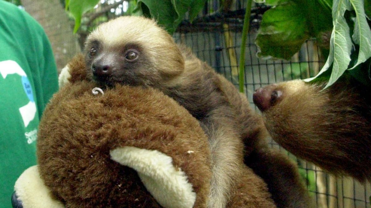 Un perezoso de tres dedos con un osito de peluche