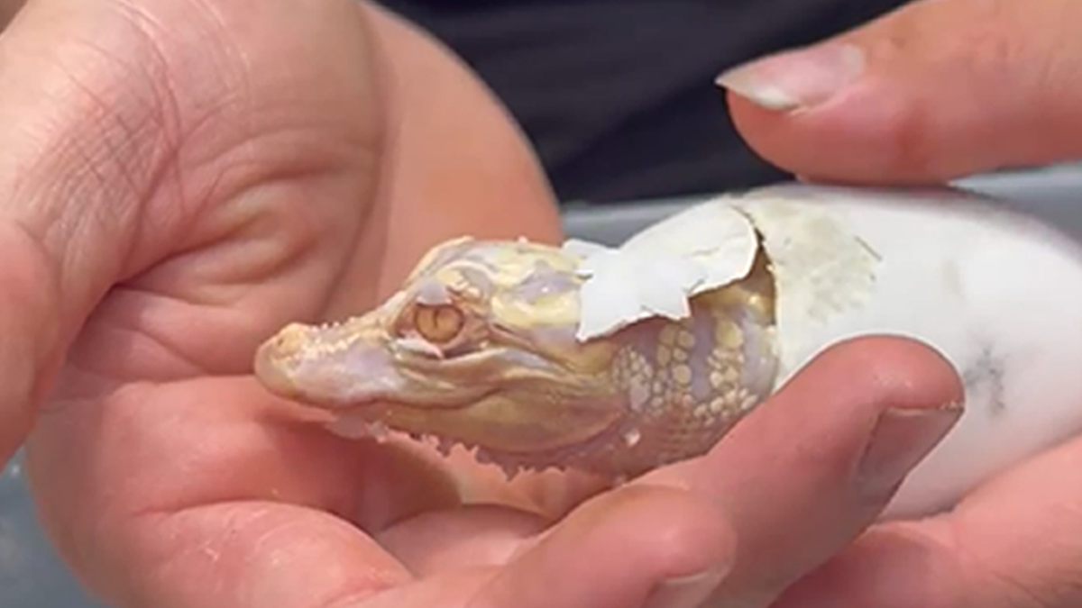 albino alligator