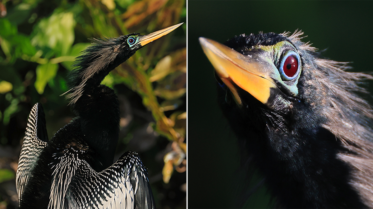 anhinga split