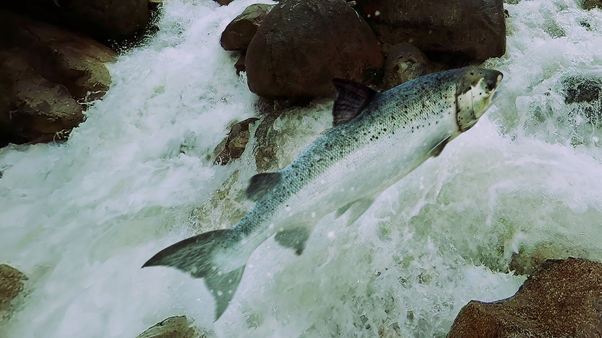 Atlantic Salmon fish along river