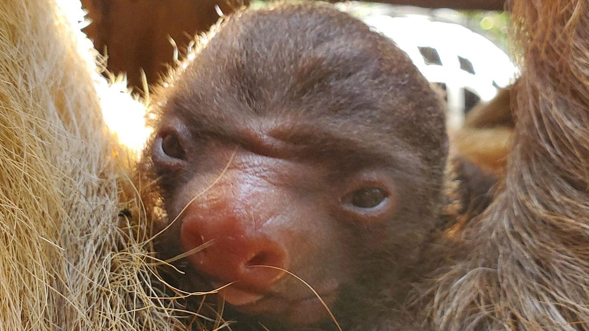 A baby sloth sticking out its tongue.