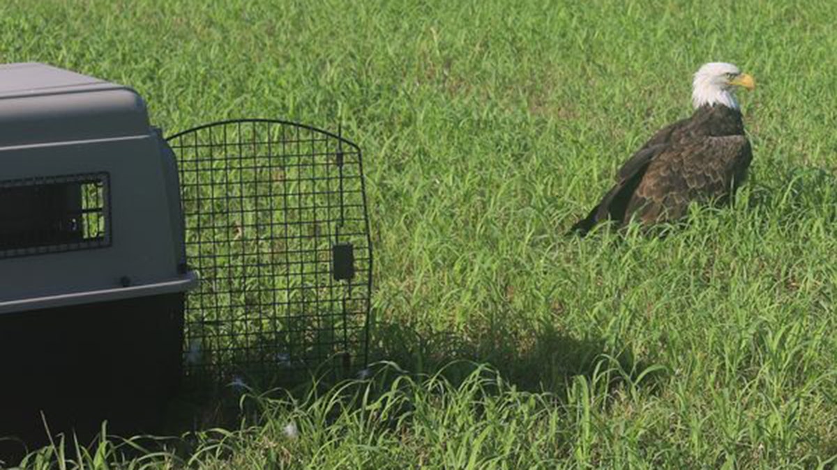 águila calva fuera de la jaula