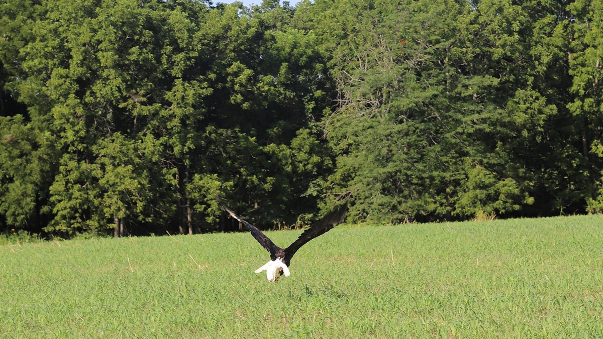 águila calva volando