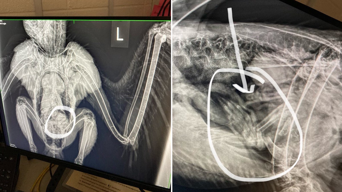 Radiografías que muestran el estómago del águila calva