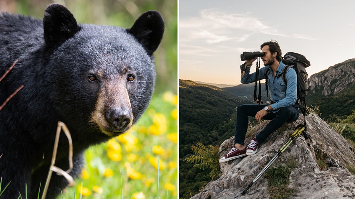 Oso negro y excursionista con prismáticos