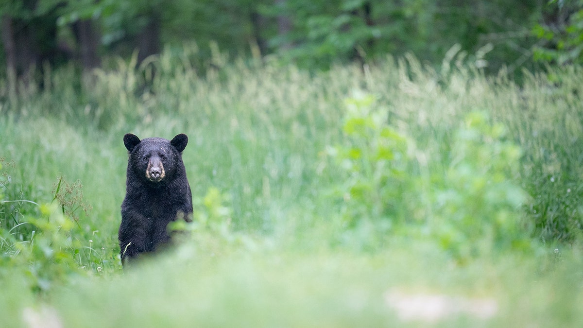 black bear in grass