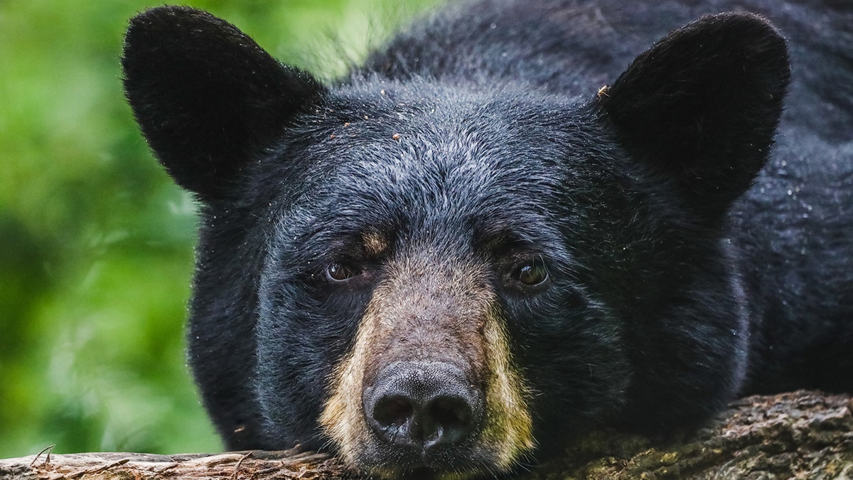 Oso negro