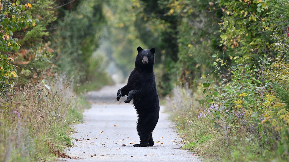 Schwarzer Bär