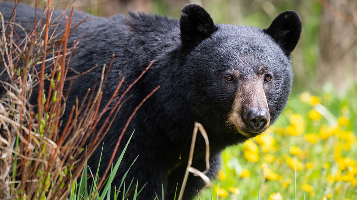 Black bear