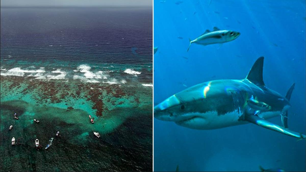 A split of Belize and a shark