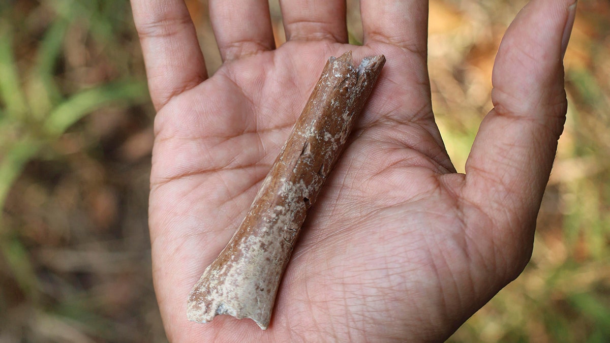 Fragmento de hueso del brazo