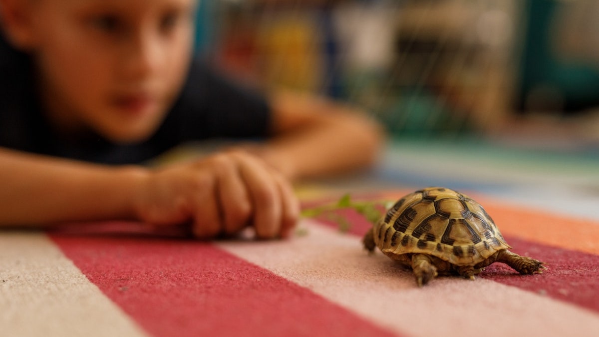 Niño con tortuguita