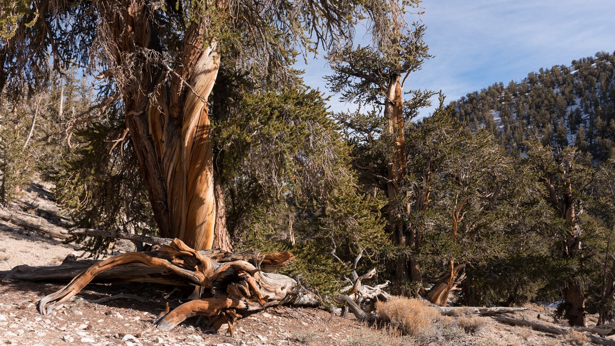 Bristlecone Pines in California park