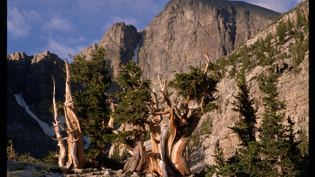 Bristlecone Pine trees in Wheeler Peak