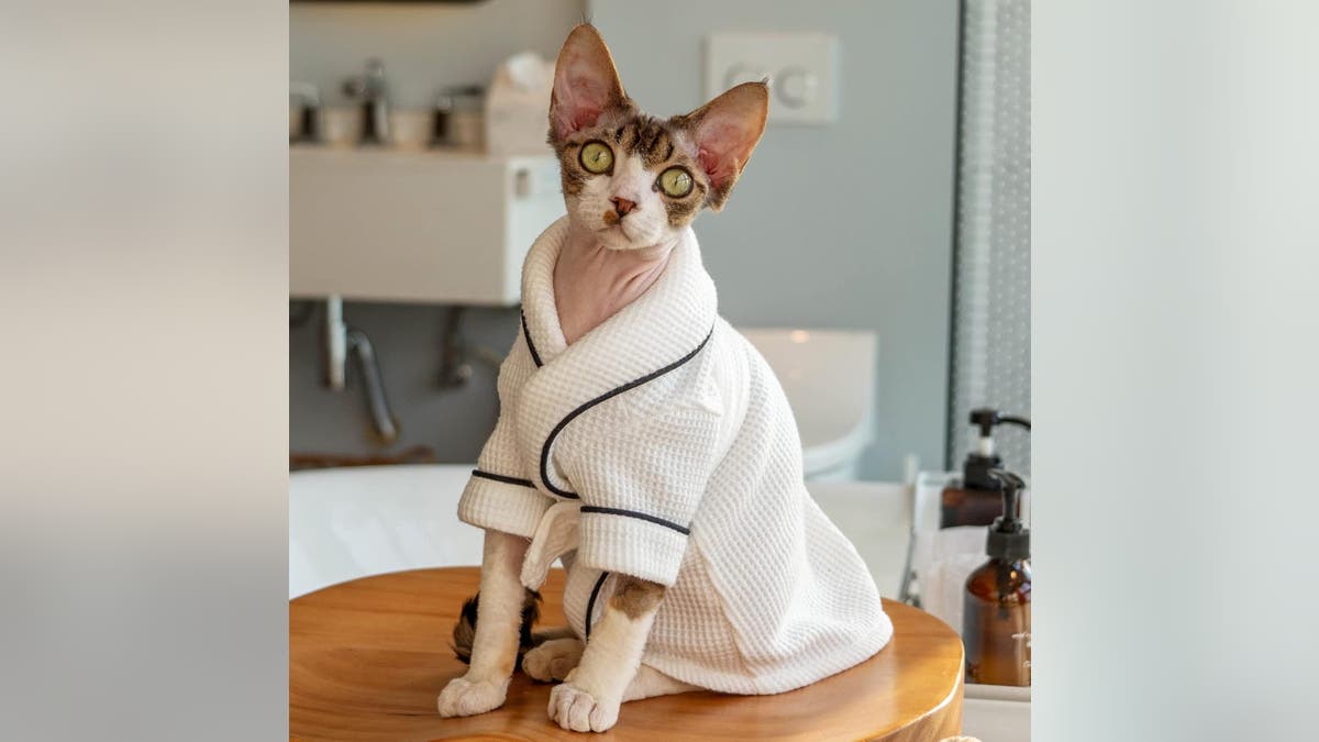 Keep your feline friend comfy in a robe.