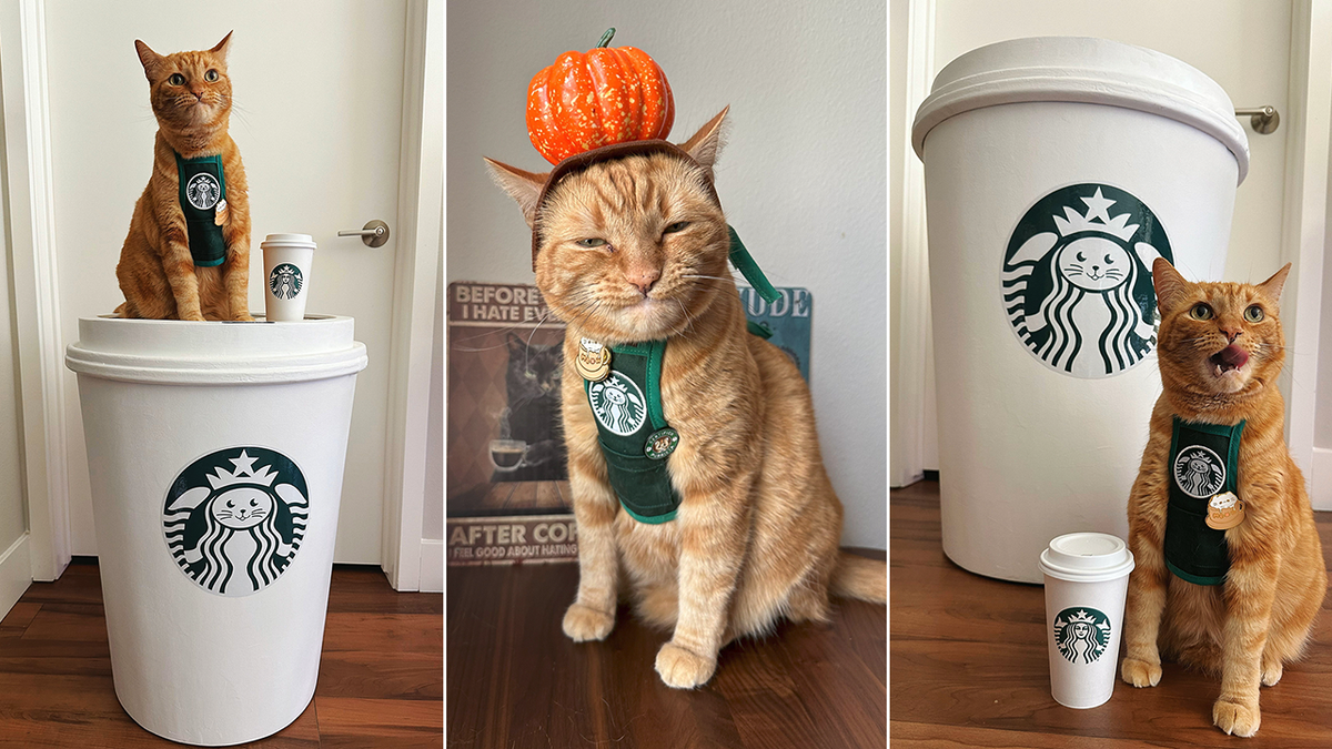 Katze in einer Starbucks-Tasse und mit Schürze