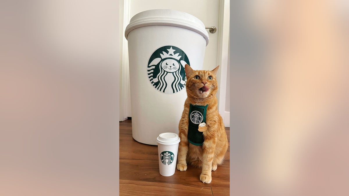 Katze neben einer großen Starbucks-Tasse