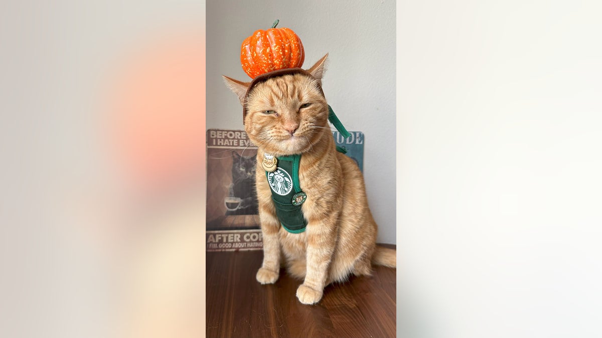 Gato con delantal de Starbucks y sombrero de calabaza