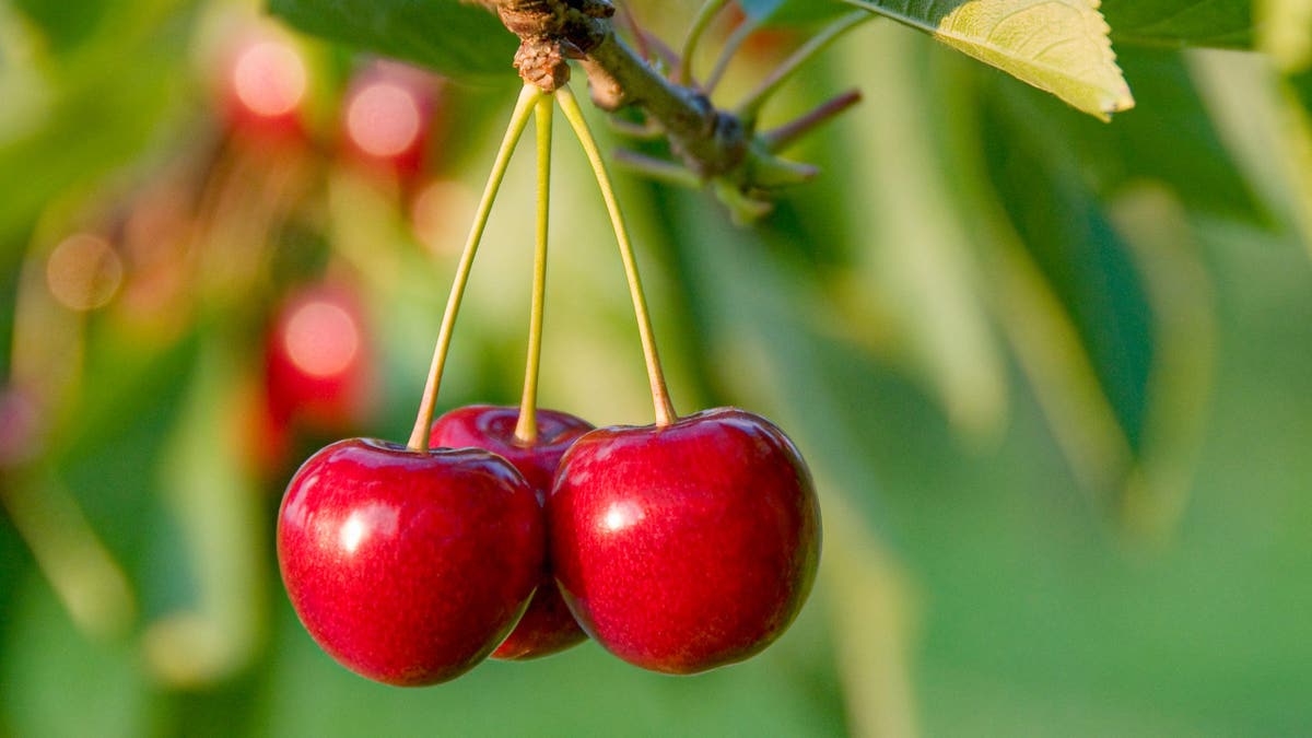 Cerezas en el árbol