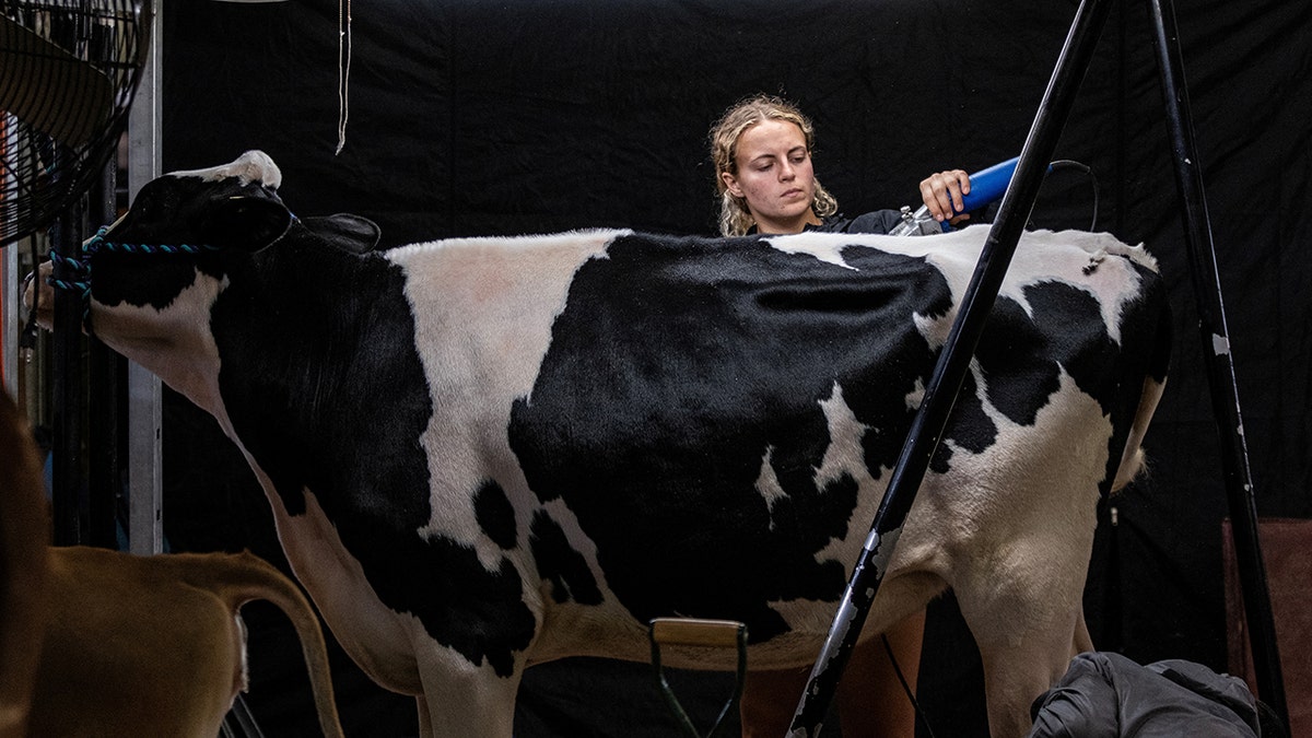 Cow being milked