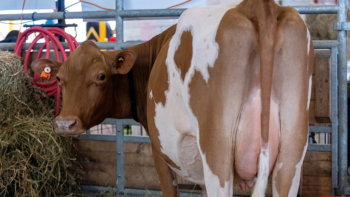 Vaca na feira