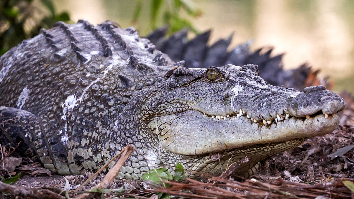 Crocodile in Australia