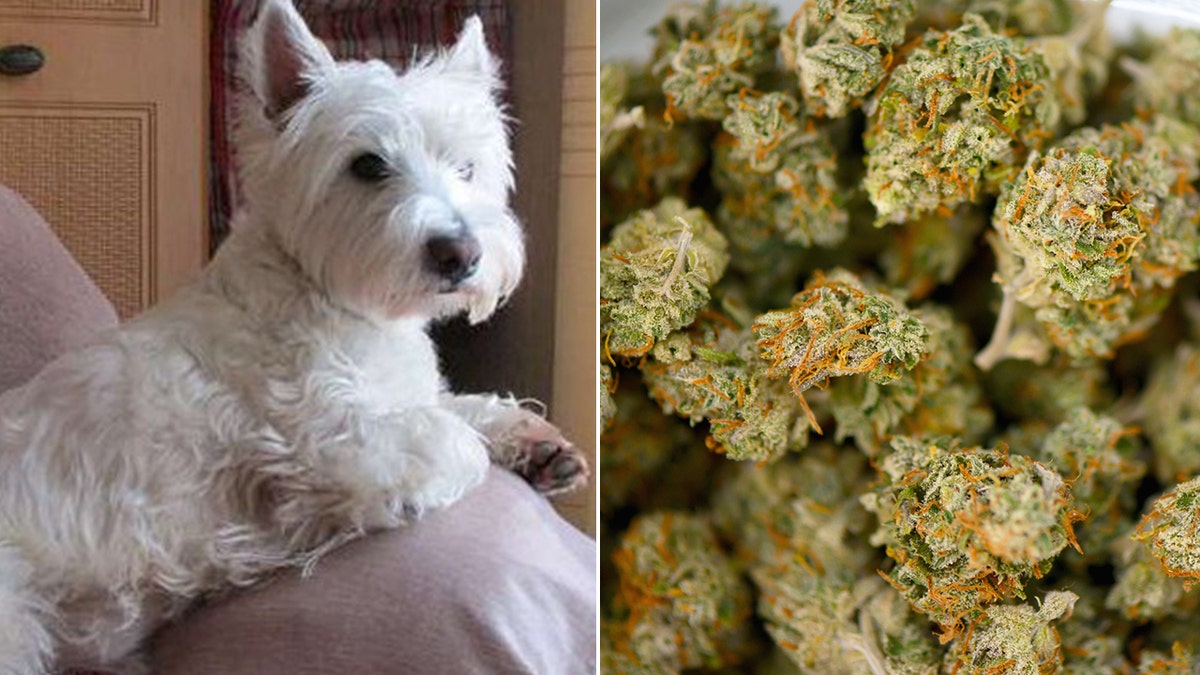 Dog and weed