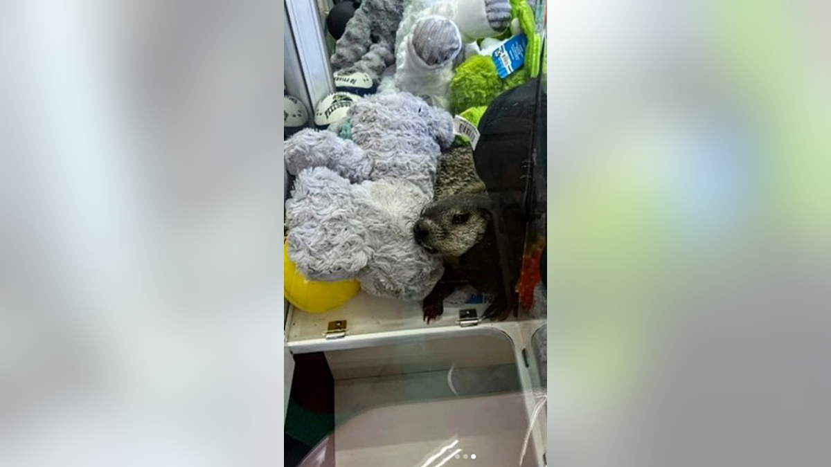 GROUNDHOG rescue claw machine