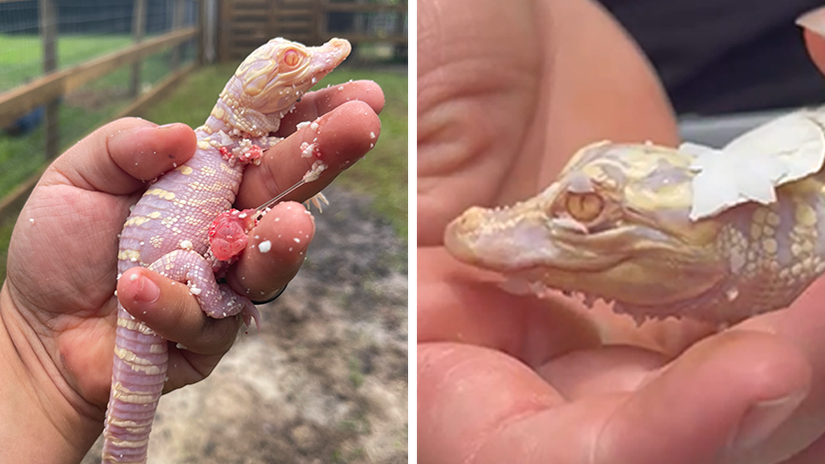 Caimán albino en Florida