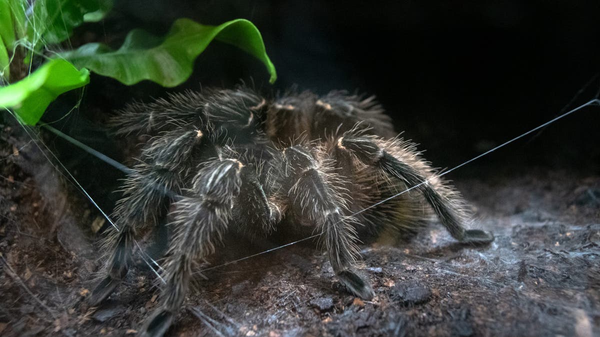 Goliath birdeater near a leaf