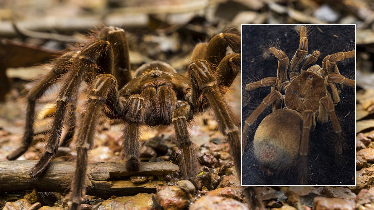 Dos fotos de una araña Goliat pajarera