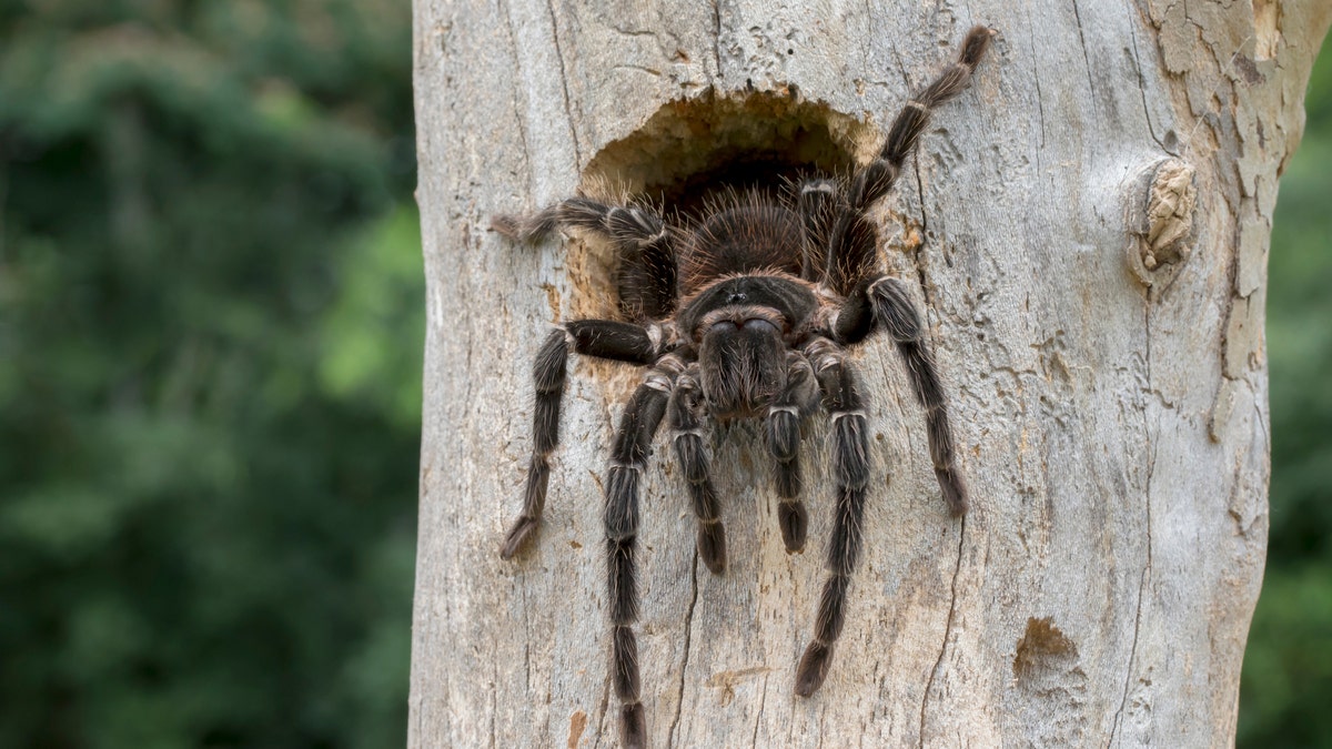 Goliath birdeater on a tree