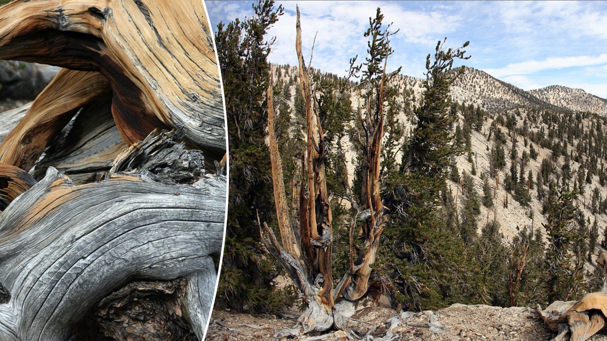 Una foto en primer plano de un pino Bristlecone de la Gran Cuenca junto a una foto más amplia de una ruta de senderismo en la que aparecen los árboles