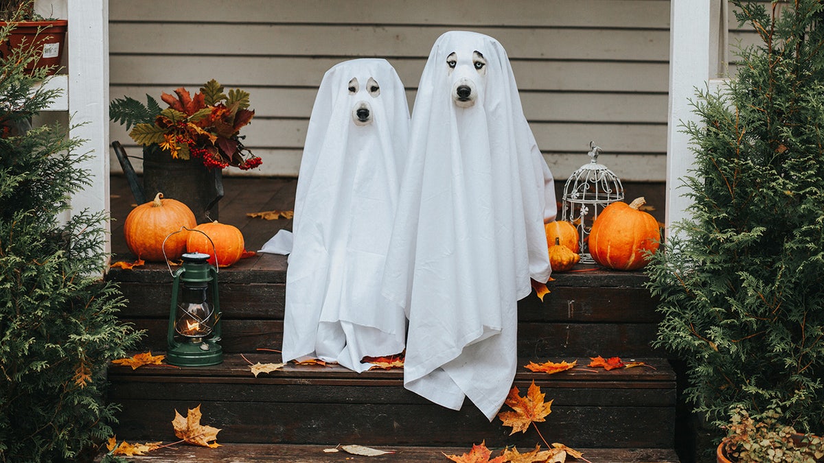 Get your yard and the inside of your home ready for Halloween.?