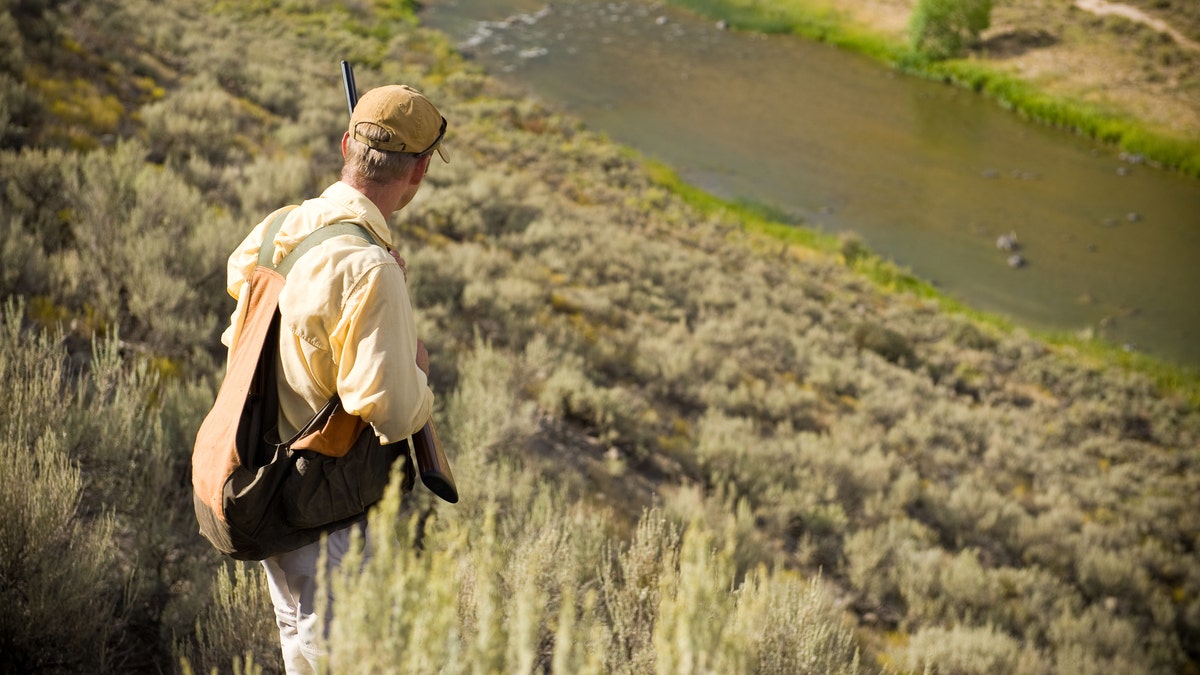 hunting mountain lions