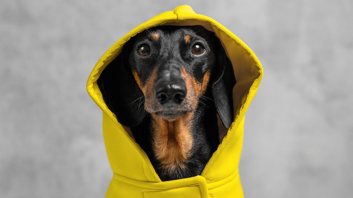 Gear your dog up for cold nights and snowy days.?