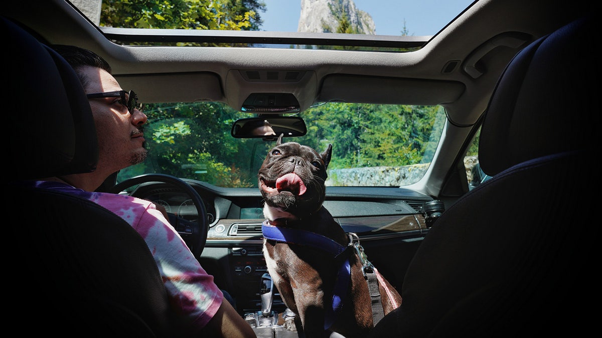 Asegúrate de que tu cachorro está cómodo en los viajes largos. 