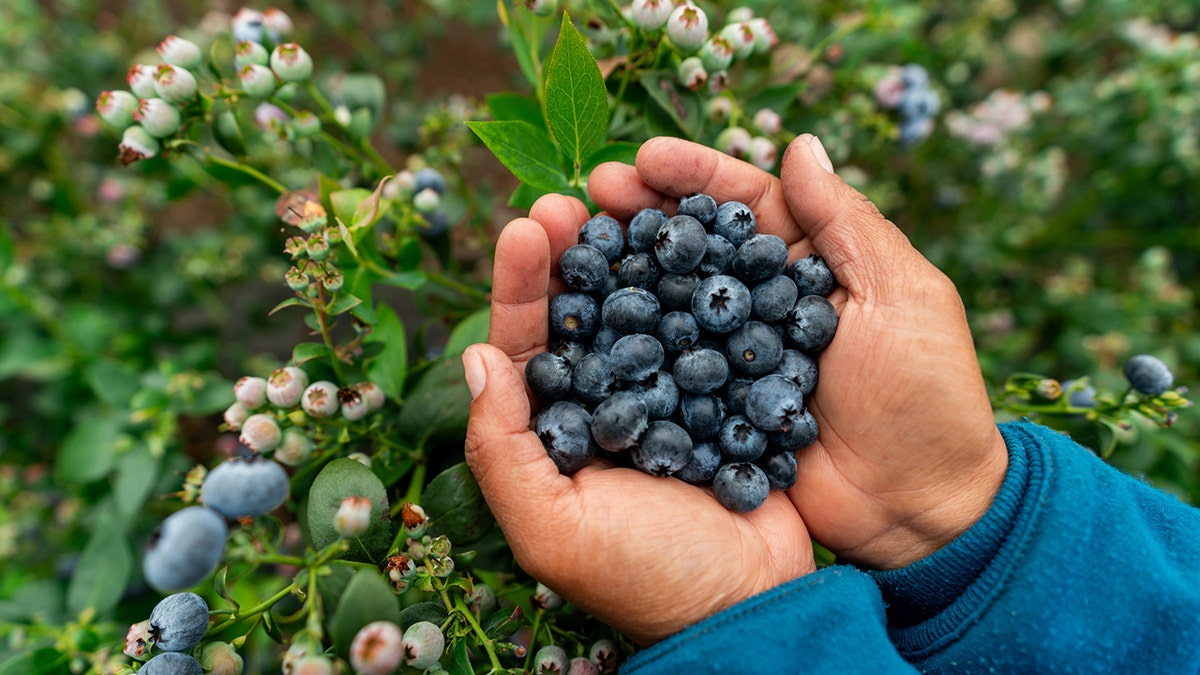 Close-up of a farmer holding a handful of blueberries on a farm