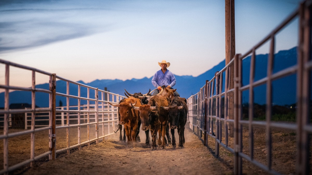 Cattle are killed by wolves in Colorado