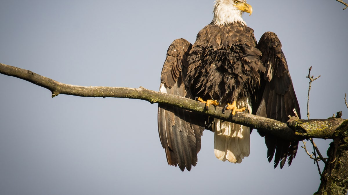 ÁGUILA