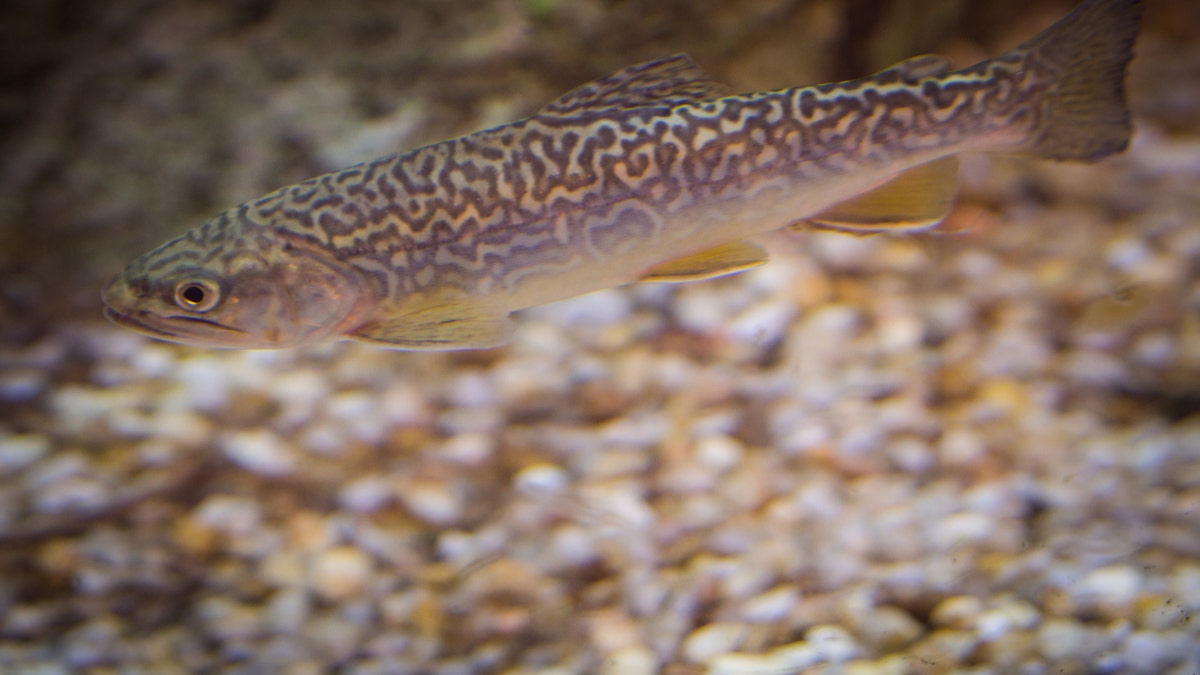 tiger trout