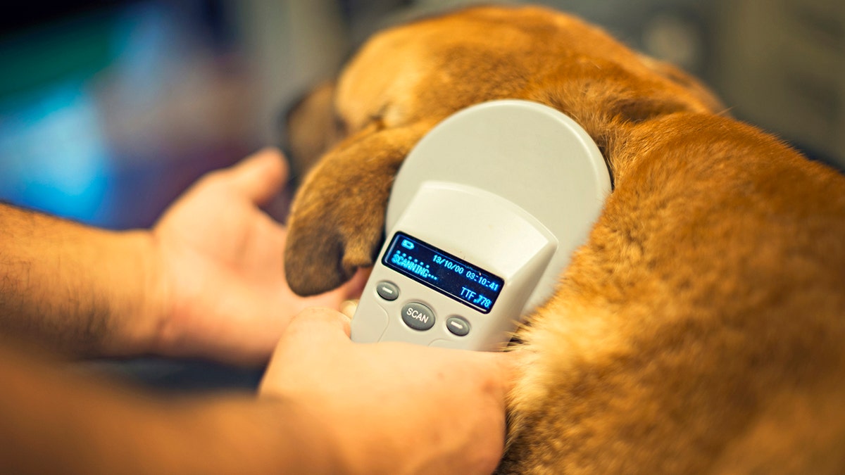 Dog getting his microchip scanned.